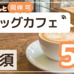 那須ドッグカフェアイキャッチ